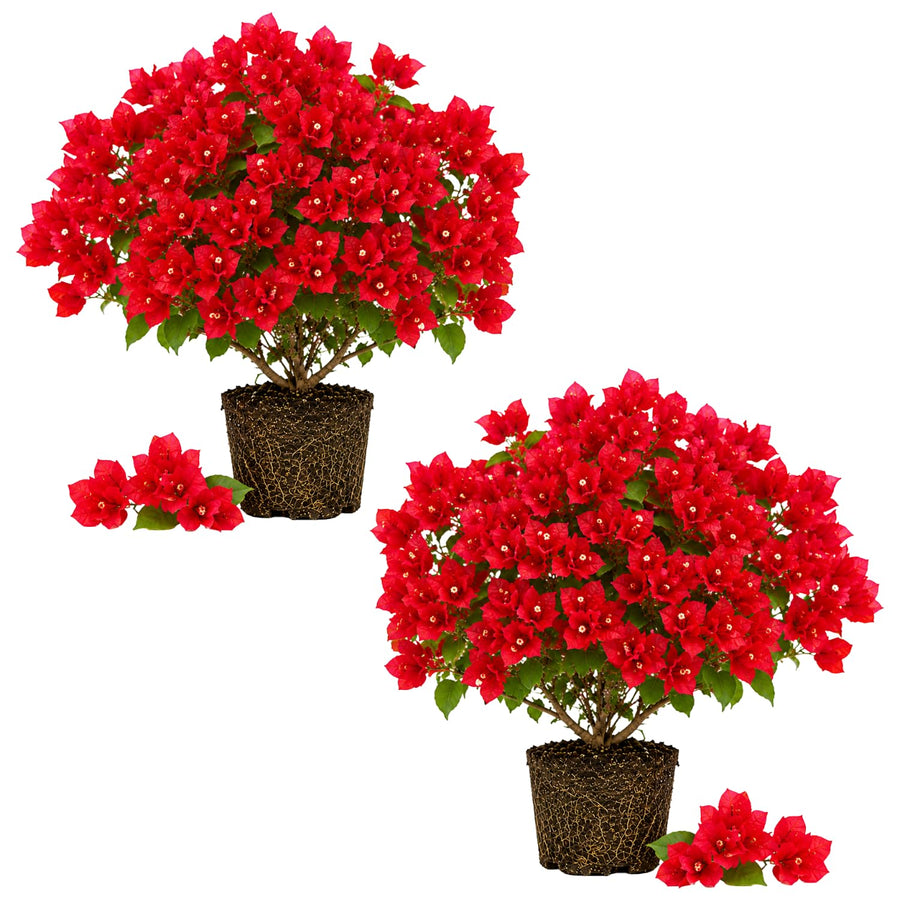 2 Trailing Bougainvillea Plants Live, Hardy Flowering Bougainvillea Plants for Hanging Basket, Container Growing, 4-8 Inches Tall (Bright Red)