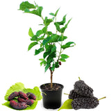 1 Dwarf Mulberry Plant Live for Growing Indoor Outdoor 6 to 10 Inch Tall, Everbearing Mulberry Tree, in 3.5 Inc Pot, Sweet Mulberry Fruit Plant