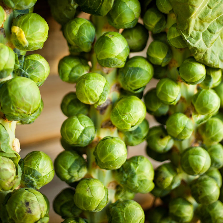 Brussel Sprouts Live Plant in 4″ Pot, Well Rooted Brussel Sprouts Plants, Vegetable for Garden or Container Planting