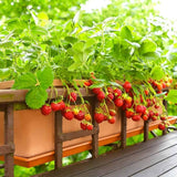 Set 3 Everbearing Strawberry Plants, Well Rooted, Live Strawberry Plants for Outdoor Growing