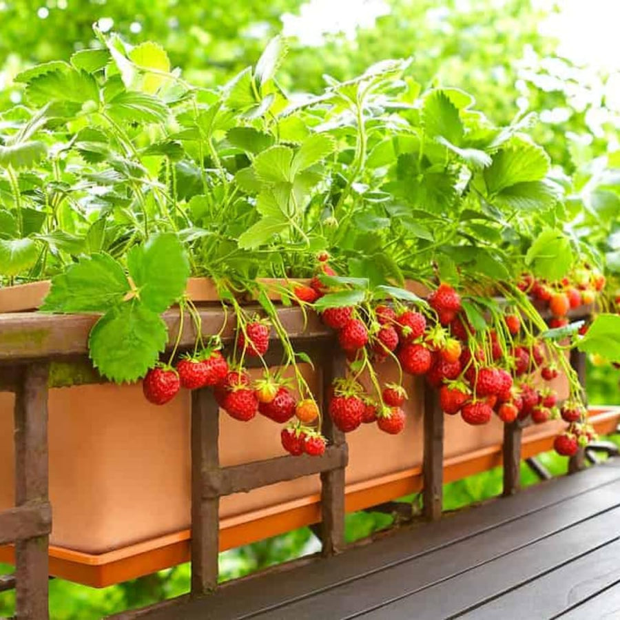 Set 3 Everbearing Strawberry Plants, Well Rooted, Live Strawberry Plants for Outdoor Growing