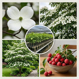 White Kousa Dogwood Tree Live Plant in Quart Pot, Flowering Dogwood Tree for Outdoor Garden, Ornamental Tree for Landscape, Yard or Garden Planting