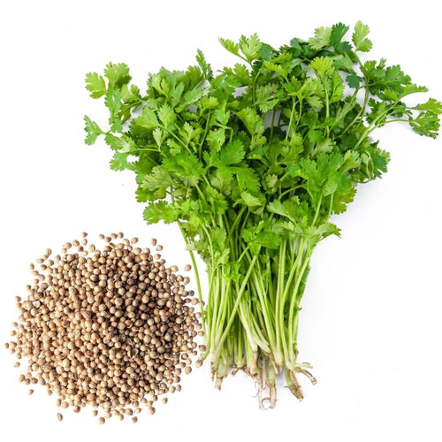 Pack 500 Cilantro Seeds for Planting Outdoor, Cilantro Herb Seeds for Outdoor Gardens, Fast Growing Herb
