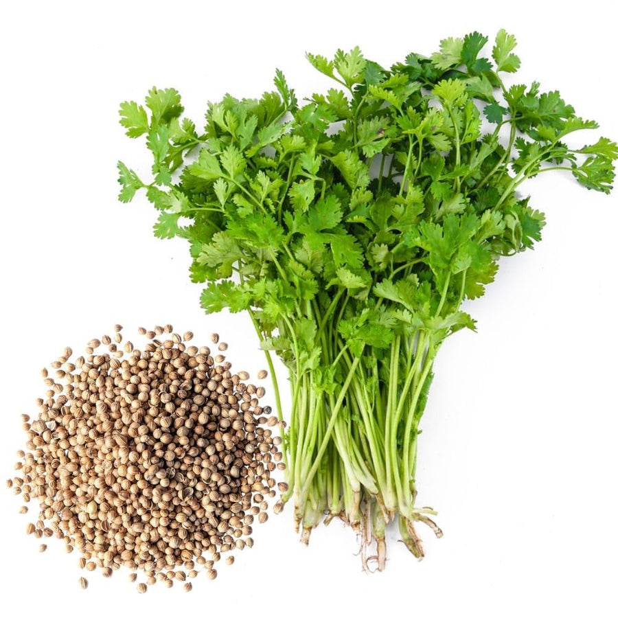 Pack 500 Cilantro Seeds for Planting Outdoor, Cilantro Herb Seeds for Outdoor Gardens, Fast Growing Herb