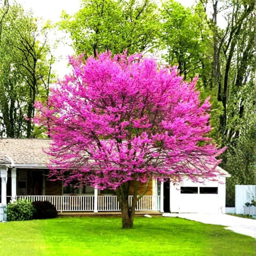 Quart Pot Eastern Redbud Tree, Redbud Live Plants Seedlings, 6-12" for Spring Planting