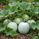 Round Ash Gourd Plant, Winter Melon Plants for Planting, 4 Inc Pot, 4-5 Inches Tall, Vegetable Plant Live for Home Garden, Ready to Grow