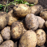 2 Pounds Russet Seed Potatoes for Planting, Heirloom, Vegetable Plant High Yields Potato Seeds Live Tuber Bulbs