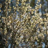 Pussy Willow Plant Live, 2.5 Inch Pot, Spring Blooming Tree for Planting, White Fast Growing Ornamental Shrub, Ready to Grow