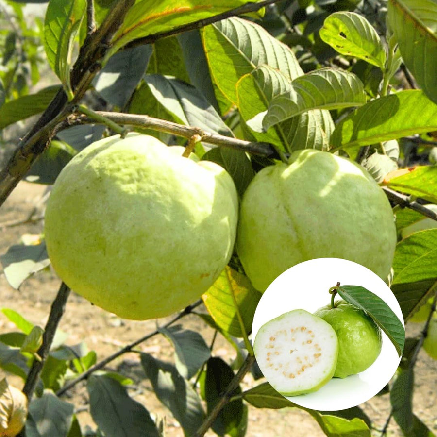 Sweet White Guava Tree Live Plant, Potted 8-10" in Tall Tropical Fruit Tree, Zones 9-11 for Outdoor Indoor Planting