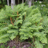 5 Cinamon Fern Rhizomes Live Plants for Planting, Ferns Live Plants Outdoors Indoors Full Shade, Bare Roots, Fast-Growing