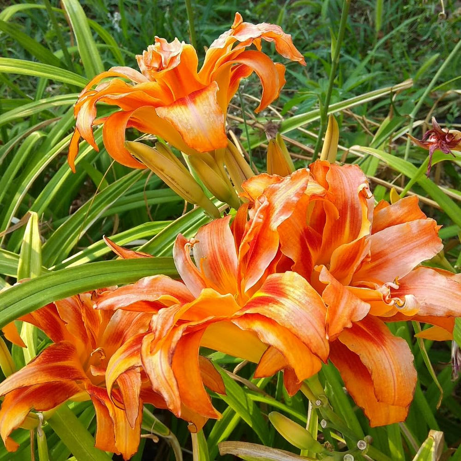3 Double Orange Daylily Bulbs for Planting, Daylily Bulbs Roots Rhizomes Gardening, Orange Flower Garden