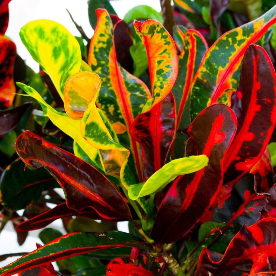 Curly Croton Live Plant in 4 Inch Pot - 5 to 8 Inch Tall Colorful Tropical Houseplant, Perennial Croton Plants - Indoor Decorative Foliage Plant