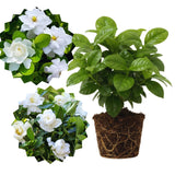 3 Cape Jasmine Plants Live, Live Frost Proof Jasmine Plants, Gardenia Jasmine Live Plants, 4 to 6 Inc Long