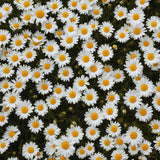 2 White Daisy Plants Live, Daisy Perennials Live Plants Outdoor, 5 to 7 Inc in Height Starter Plants