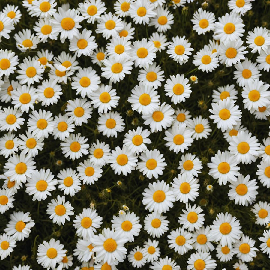 2 White Daisy Plants Live, Daisy Perennials Live Plants Outdoor, 5 to 7 Inc in Height Starter Plants