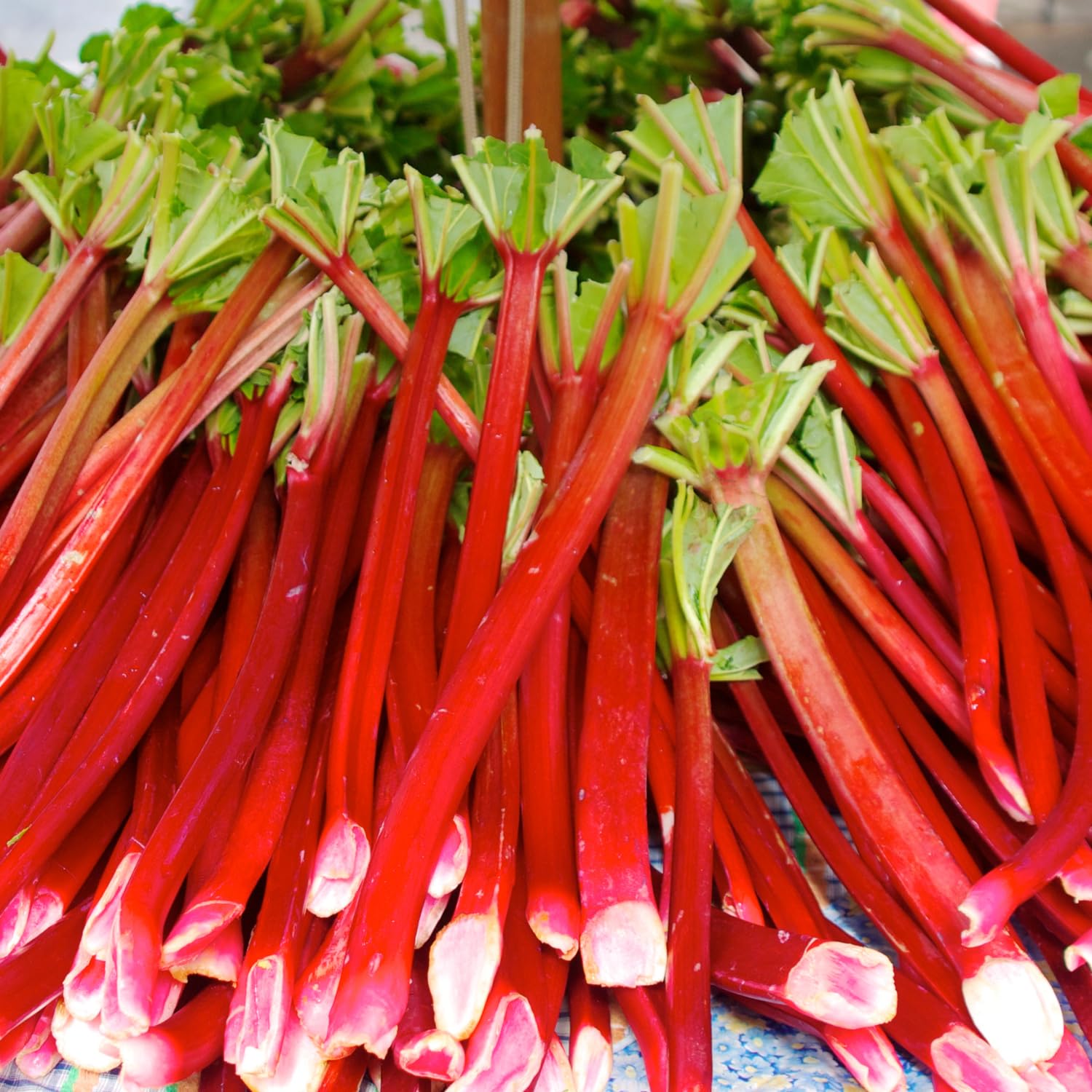 Pack 5 Rhubarb Plants Roots for Planting Outdoor, Red Rhubarb Plant Roots, Vegetable Root Live, Bareroot for Planting