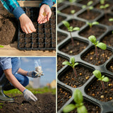 Set of 500 Cilantro Seeds for Planting, Cilantro Herb Vegetable, Herb Seeds, Ready for Planting
