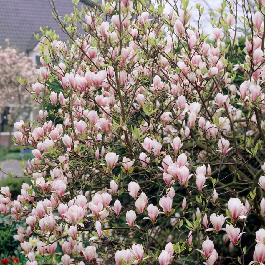 Saucer Magnolia Tree Live Plant in 2.5 Inches Pot, Dormant in Winter, 6-12 Inches in Tall, Ornamental Spring Flowering Tree, Outdoor