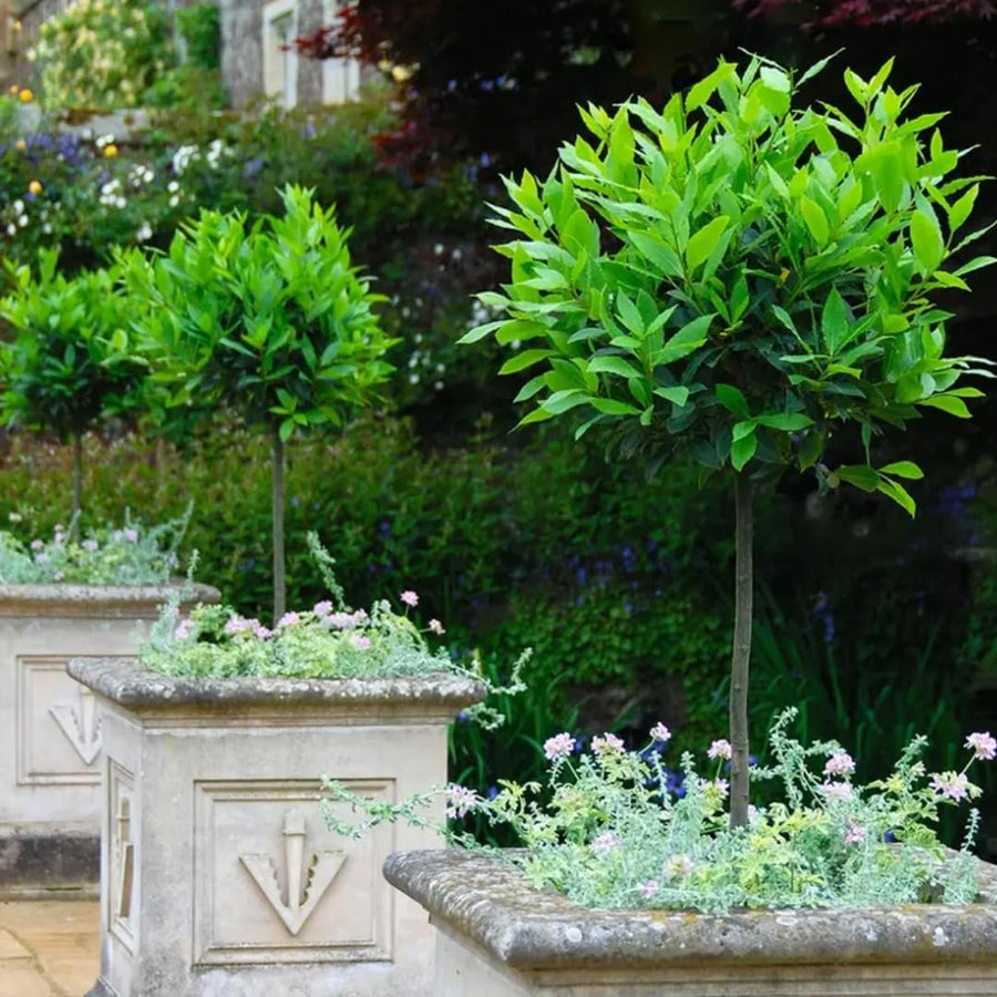 Bay Leaf Tree Live Plant, Sweet Bay Tree Laurel Trees, Laurus Nobilis, Well Rooted Plant Live, 4 to 8 Inc Tall