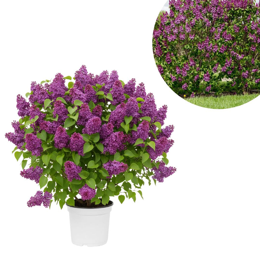 Purple Lilac Live Plant in 4″ Pot, Fragrant Spring Blooms, Hardy Fragrant Lilac Bushes for Outdoor Planting