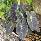 4 Alocasia Live Plants Variegated, Rare Elephant Ear Houseplant 4'' Pot for Indoor Outdoor Growing, Tropical Alocasia Plants