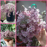 Pink Tradescantia Callisia Repens Plant, 2 Inch Pot, Pink Turtle Vine Succulent, Fully Rooted Live Houseplant for Indoor Planting