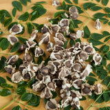 100 Moringa Oleifera Seeds for Planting, Fast Growing Tree Seeds, Suitable for Outdoor Garden Growing