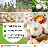 4 Softneck Garlic Bulbs for Planting, Large Seed Garlic, High Yield, Easy to Grow for Fall and Spring Garden