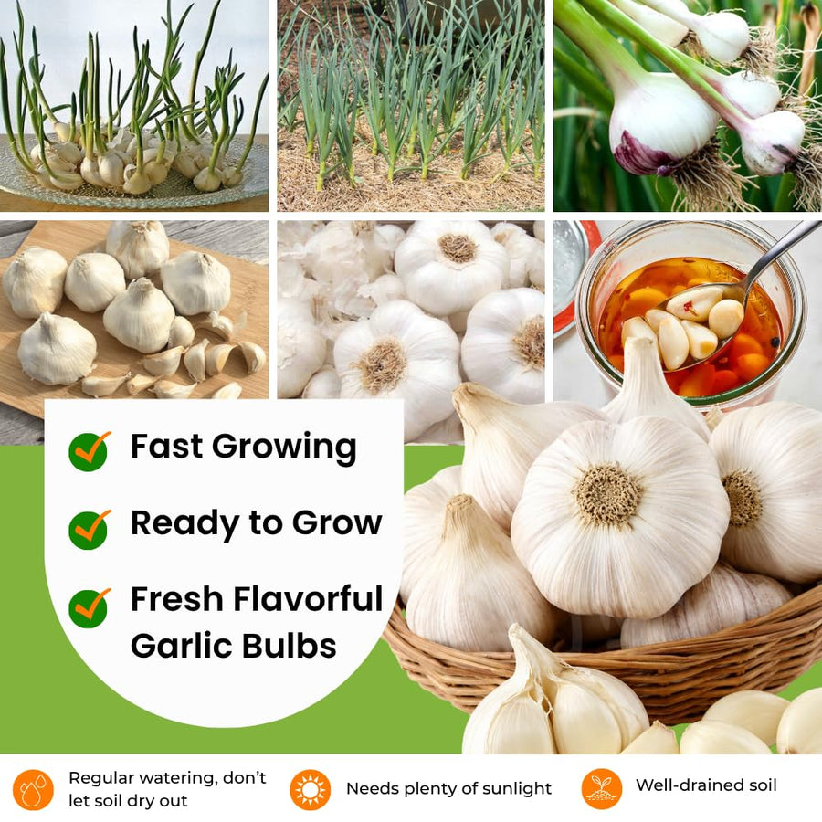 4 Softneck Garlic Bulbs for Planting, Large Seed Garlic, High Yield, Easy to Grow for Fall and Spring Garden