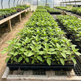 Set 3 Holy Basil Plant Live for Indoors, Tulsi Basil Plant Live, Well Rooted from 3 to 5 Inc Long