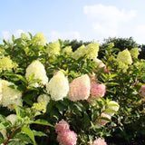 Pink White Hydrangea Live Plant, 2.5 Inch Pot, Color Changing Hydrangea Bush, Hardy Perennial Flowering Shrub, 6-12" Tall