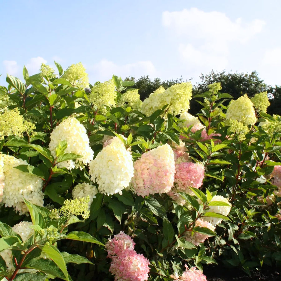 Pink White Hydrangea Live Plant, 2.5 Inch Pot, Color Changing Hydrangea Bush, Hardy Perennial Flowering Shrub, 6-12" Tall