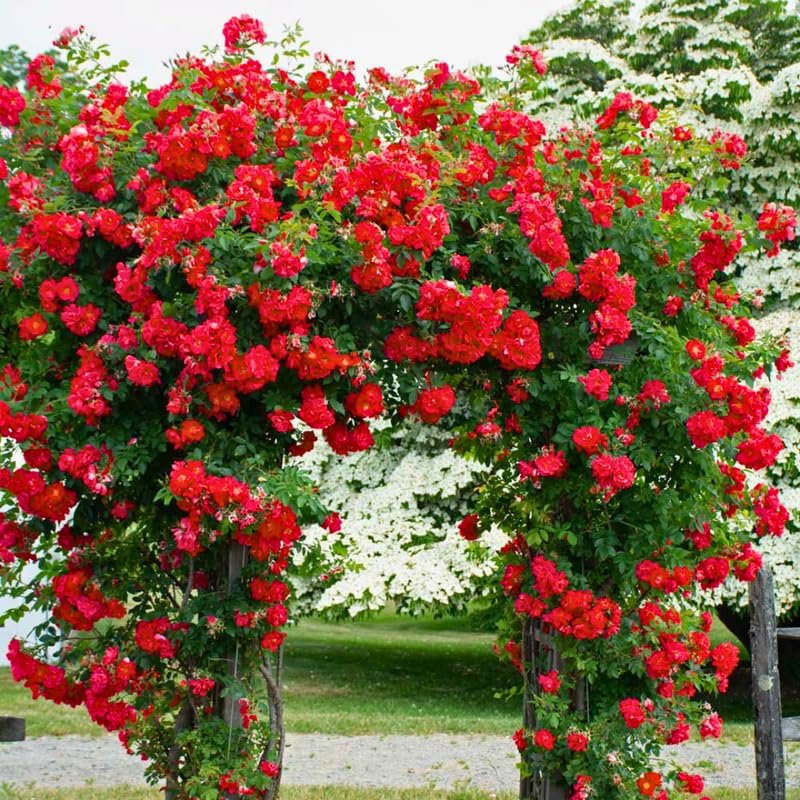 Climbing Bush Roses for Garden, Fragrant and Hardy Rose Plants for Outdoor Planting, No Pot, 5 to 9 Inc Tall Starter Plant Well-Rooted, Red Don Juan Blooms