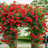 Climbing Rose Bushes Ready to Plant, Well-Rooted, Hardy Roses Tree 5 to 10 Inc Tall, Fragrant, Outdoor Planting (Red)