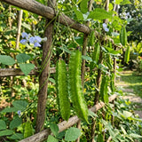 2PPP Winged Bean Plant Live in 4 Inch Pot, Bean Live Plant 5 Inches Tall, Well Rooted Vegetable Plant for Growing