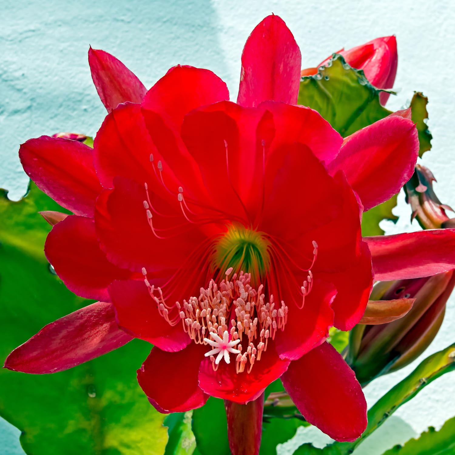 Long Epiphyllum Orchid Cactus Plants Live Tree, 1 Feet Tall Fully-Rooted in 4" Pot, Orchird Cactus Cold Hardy, Fragrant (Red)