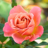 Rose Plant Live for Planting Indoor Outdoor, Rose Bush Live Plant (Pumpkin Rose)
