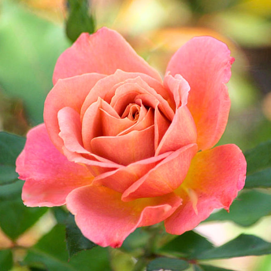 Rose Plant Live for Planting Indoor Outdoor, Rose Bush Live Plant (Pumpkin Rose)