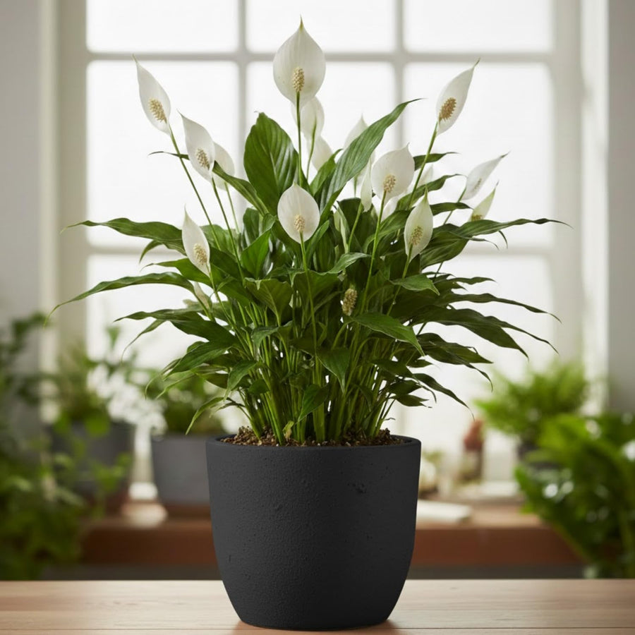 Peace Lily Plant with White Blooms, Well Rooted Peace Lily House Plant, White Flower 4-6 Inches Tall, No Pot