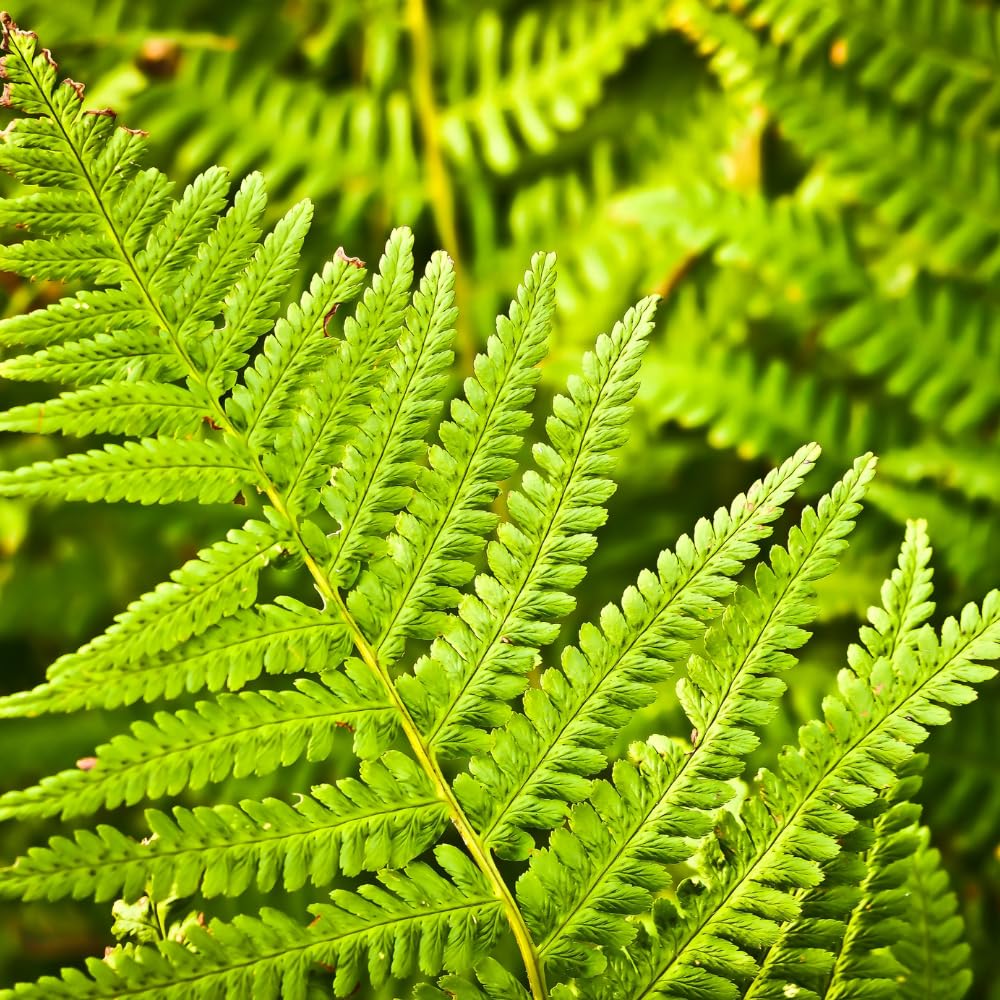 20 Roots of Hay Scented Fern, Fern Plants Live, Live Fern Plants, Fern Plant Seedlings, Fern Rhizomes for Planting, 20 Roots
