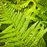 20 Roots of Hay Scented Fern, Fern Plants Live, Live Fern Plants, Fern Plant Seedlings, Fern Rhizomes for Planting, 20 Roots