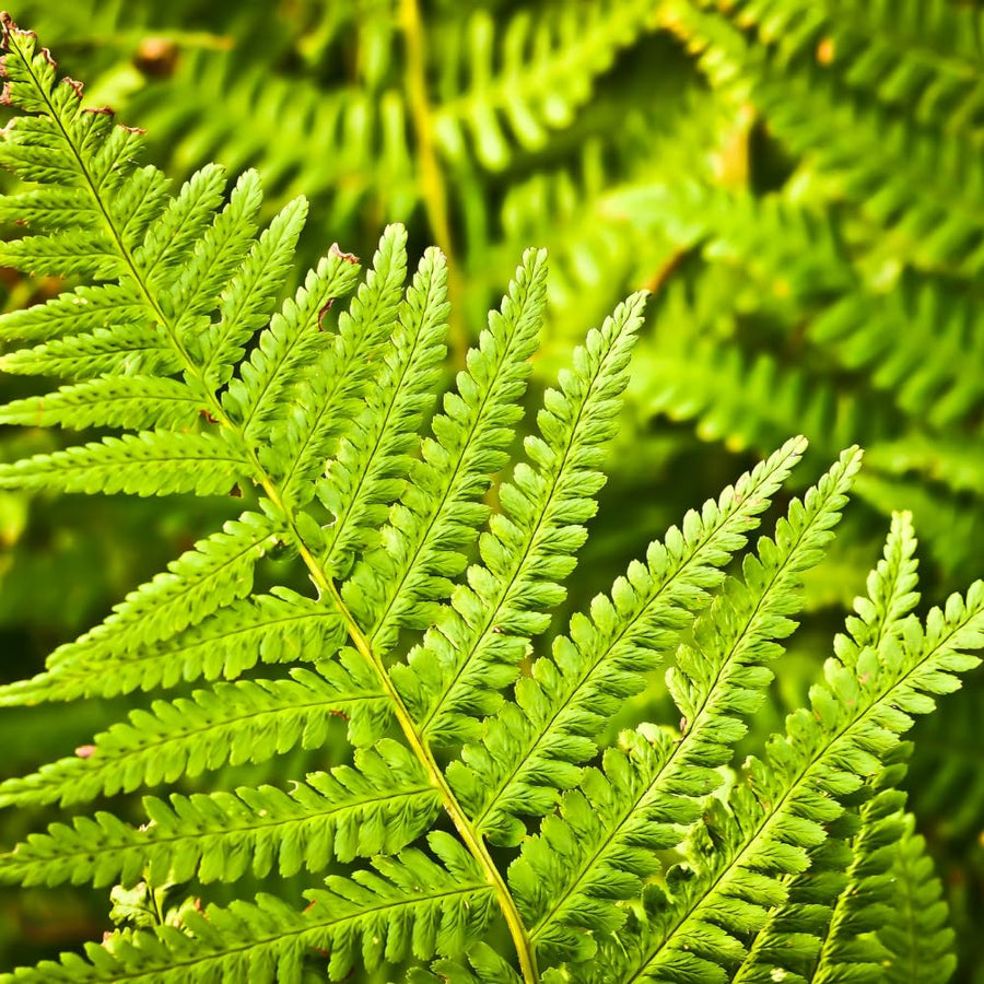 20 Roots of Hay Scented Fern, Fern Plants Live, Live Fern Plants, Fern Plant Seedlings, Fern Rhizomes for Planting, 20 Roots