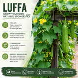Loofah Plant Live, Luffa Plant Live, Luffa Live Plant, 4-8 Inc Tall, Well Rooted, Climbing Vegetable Vine for Outdoor Growing