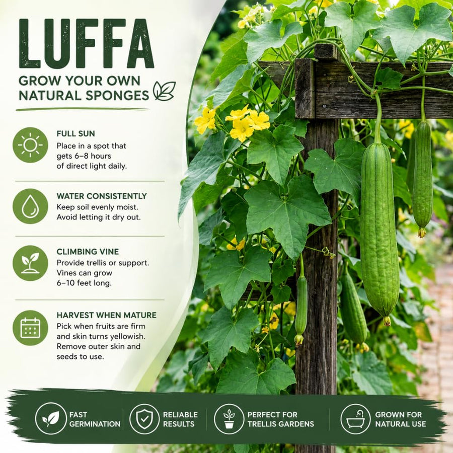 Loofah Plant Live, Luffa Plant Live, Luffa Live Plant, 4-8 Inc Tall, Well Rooted, Climbing Vegetable Vine for Outdoor Growing