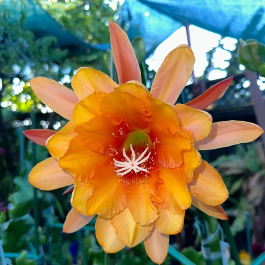 Epiphyllum Orchid Cactus Live Plant, 2 Plants Per Pot, Blooming Orchid Cactus for Indoor or Outdoor Growing (Orange Epiphyllum)