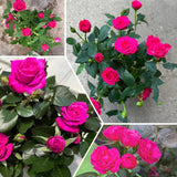 Miniature Rose Plant, Live 3.5” Potted Rose, Compact, Colorful Flowering Rose Bush for Indoor Outdoor Gardens (Pink)