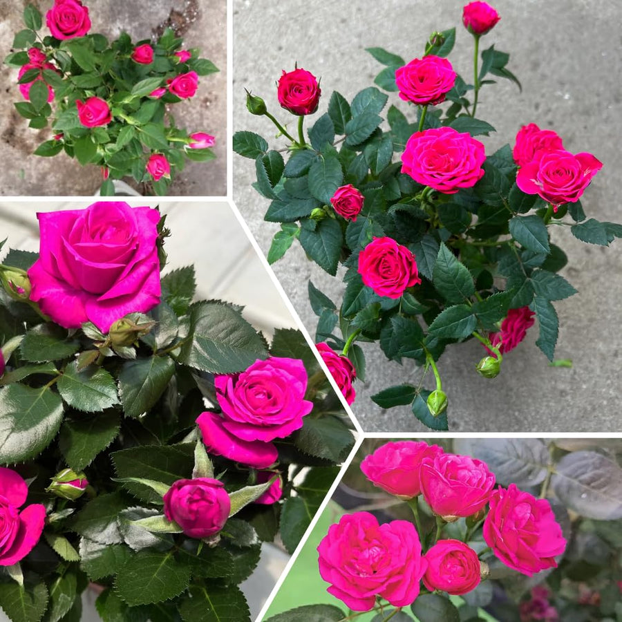 Miniature Rose Plant, Live 3.5” Potted Rose, Compact, Colorful Flowering Rose Bush for Indoor Outdoor Gardens (Pink)