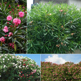Oleander Plants Live, 2 Small Plants, Live Oleander Flower Plants, Tropical Plant Live Shrub Garden (Pink)