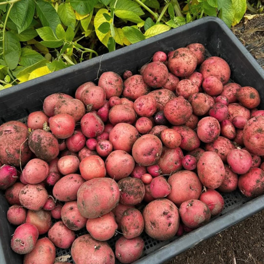 Red Potato Seeds for Planting, Seed Potatoes for Planting, 2 Pounds, Heirloom, Vegetable Plants Growing Easy to Plant, Potato Tuber Bulbs