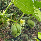 Chayote Squash Plant Live, Vegetable Plant, 8-10 Inches Tall, Outdoor Planting
